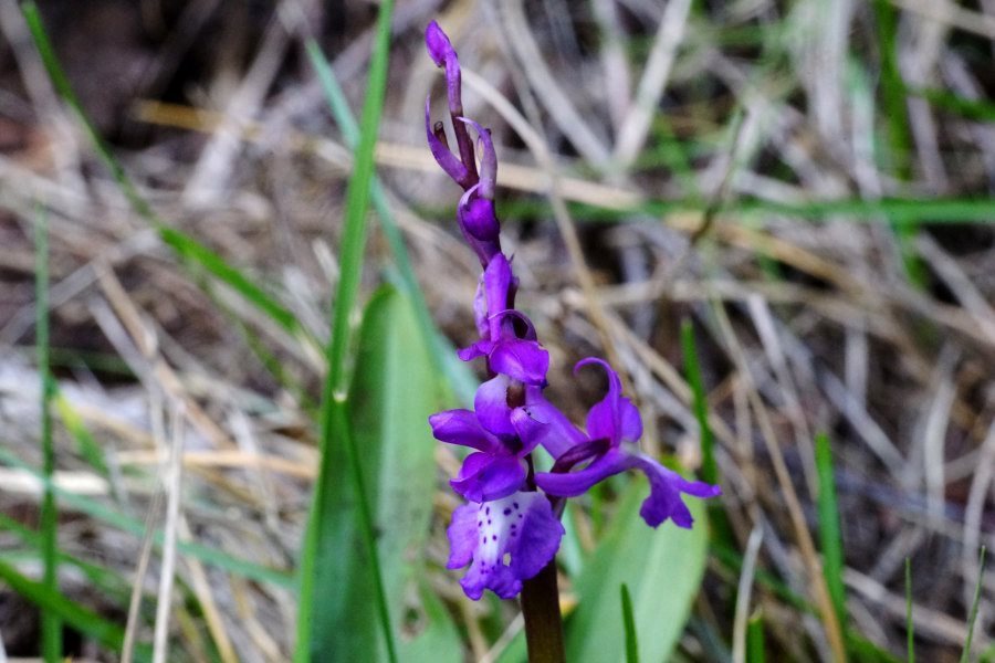 Orchis mascula subsp. ichnusae / Orchide di Sardegna